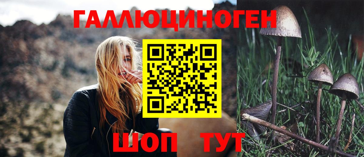Галлюциногенные грибы Psilocybe Волгодонск